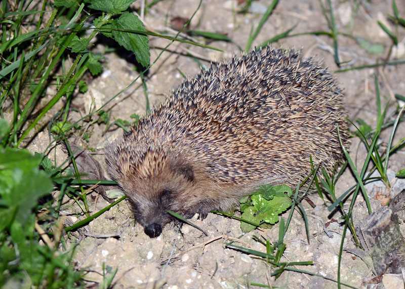 Riccio - Erinaceus europaeus
